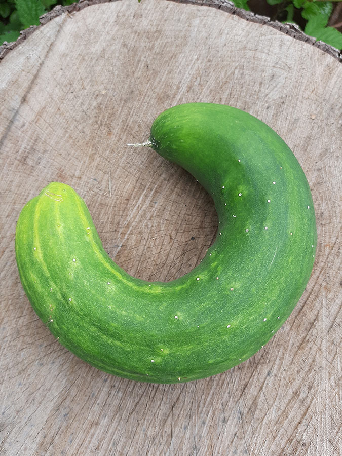 gurke